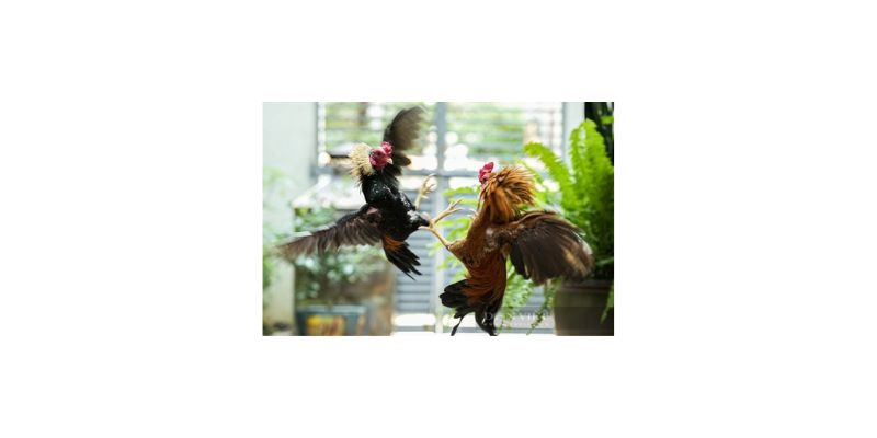 Lựa chọn đá gà Rio66